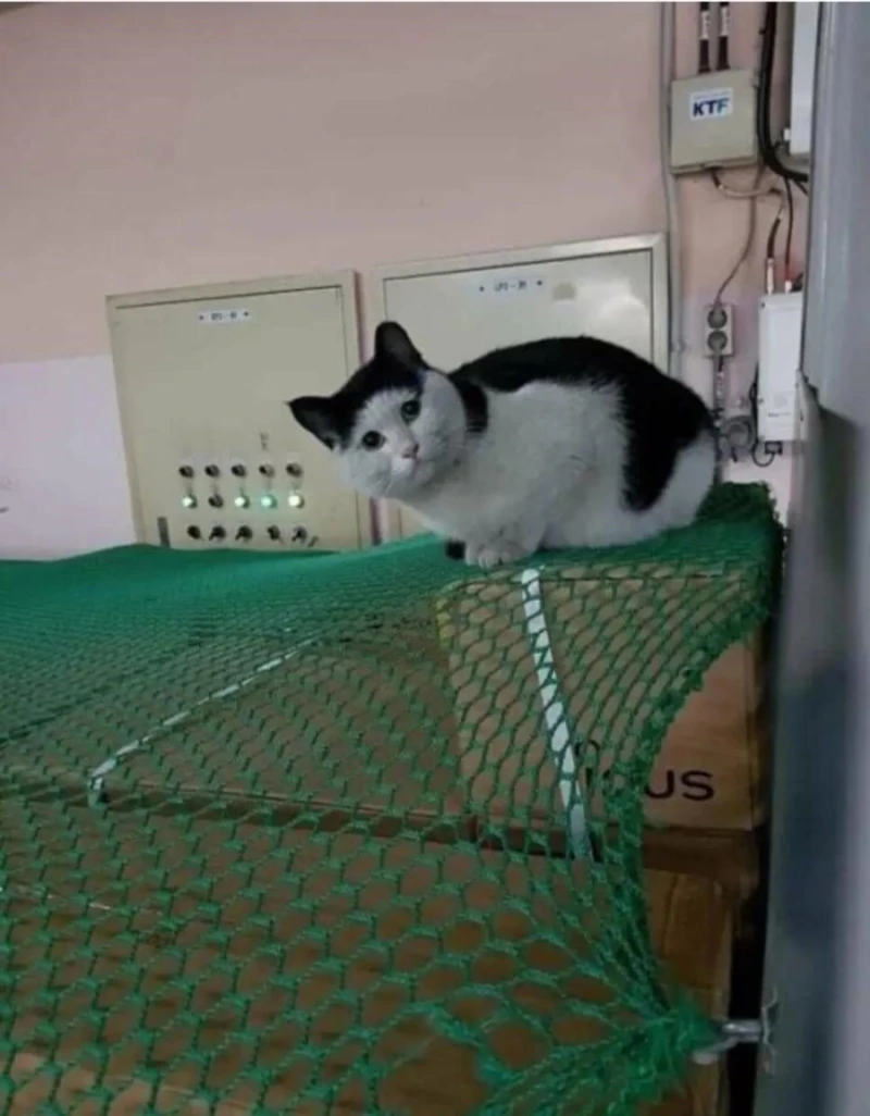 고양이 이름이 양락이인 이유..-2