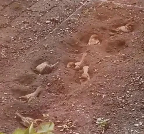 꽃을 심으려고 했던 자리에 참새들이 와서 목욕함