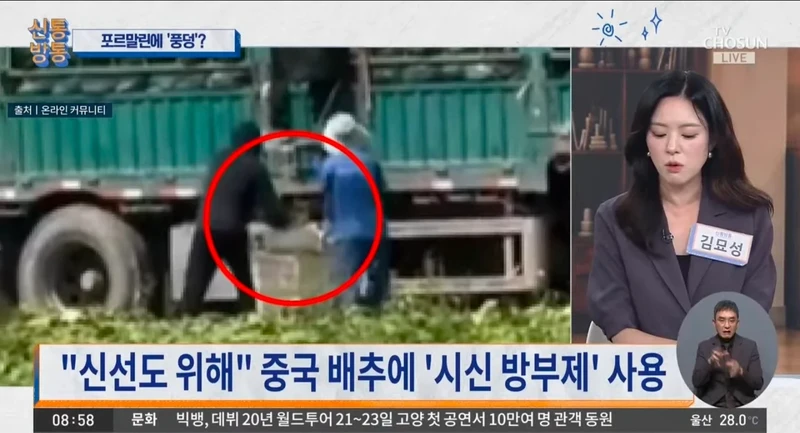 중국 배추에 시신 방부제 사용