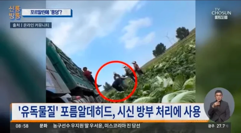 중국 배추에 시신 방부제 사용-2