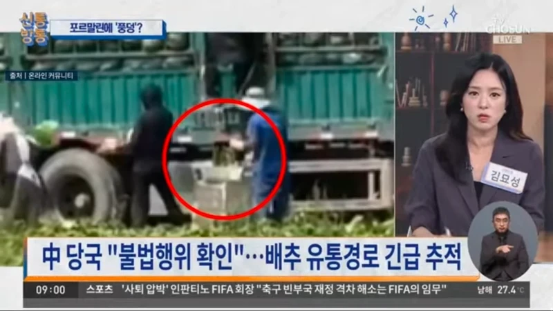 중국 배추에 시신 방부제 사용-3