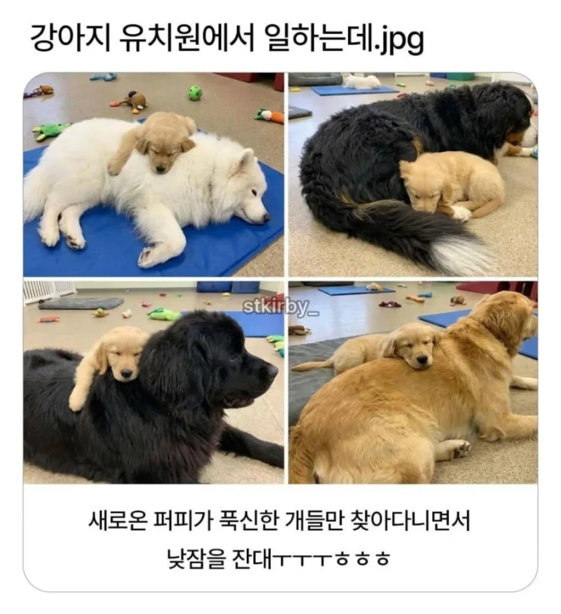 강아지 유치원에 새로운 신입