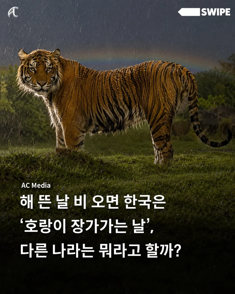 해 뜬 날 비 오면 한국은 '호랑이 장가가는 날', 다른 나라는 뭐라고 할까?