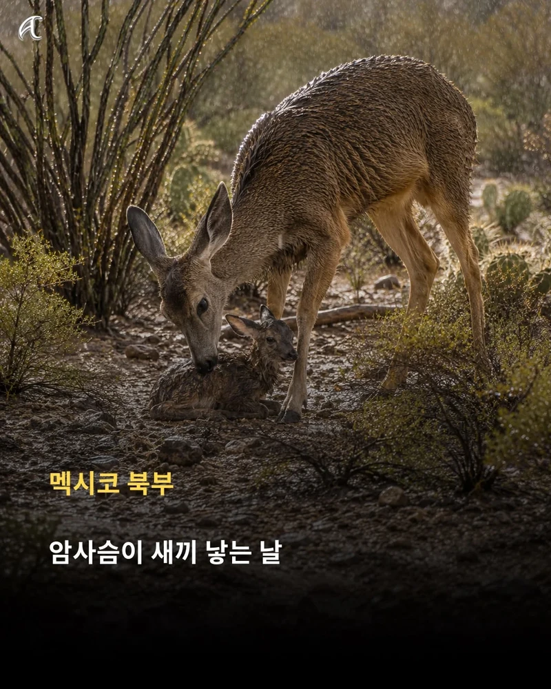 해 뜬 날 비 오면 한국은 '호랑이 장가가는 날', 다른 나라는 뭐라고 할까?-13