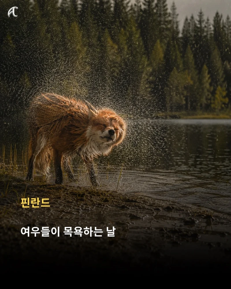 해 뜬 날 비 오면 한국은 '호랑이 장가가는 날', 다른 나라는 뭐라고 할까?-14
