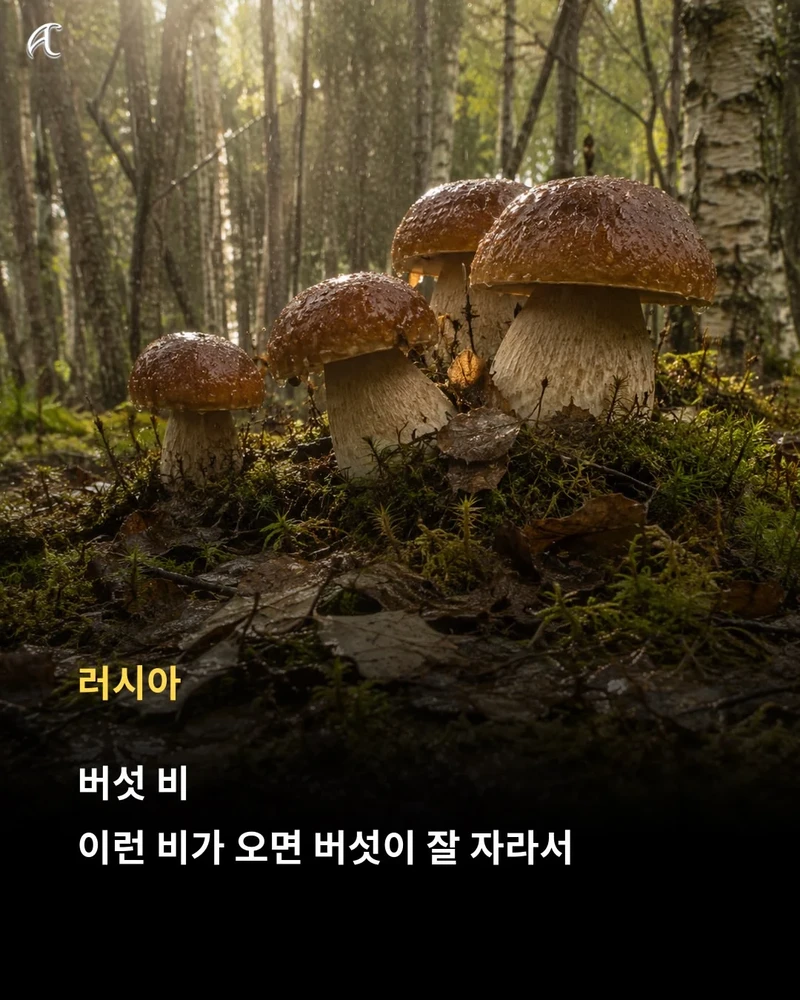 해 뜬 날 비 오면 한국은 '호랑이 장가가는 날', 다른 나라는 뭐라고 할까?-15