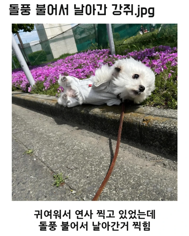 돌풍 불어서 날아간 강쥐