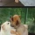 오이와 여주를 찍었을 뿐인 트윗