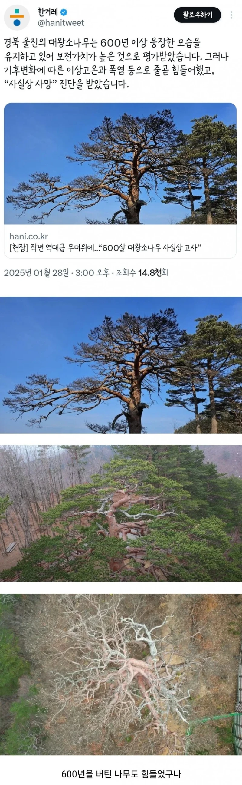 사실상 사망 진단이 내려진 울진 대왕소나무