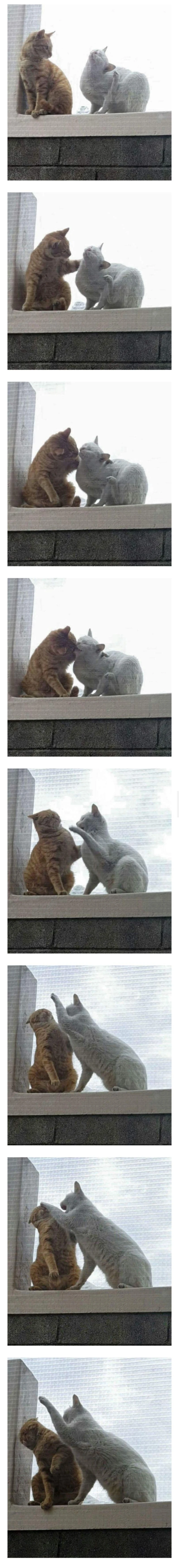 고양이 부부의 키스.JPG