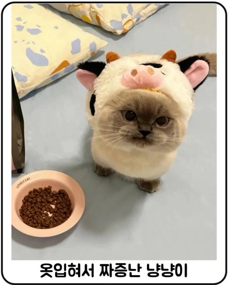 옷입혀서 짜증난 냥이 달래는 방법