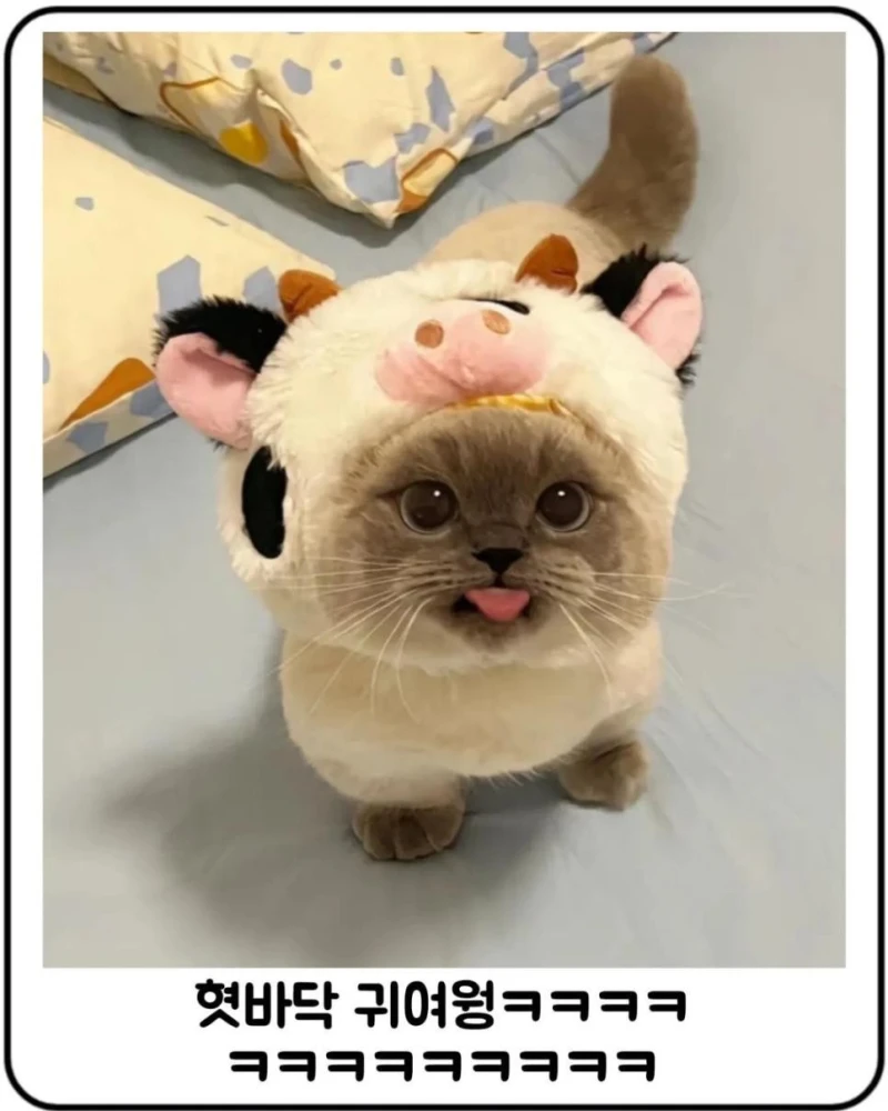 옷입혀서 짜증난 냥이 달래는 방법-3