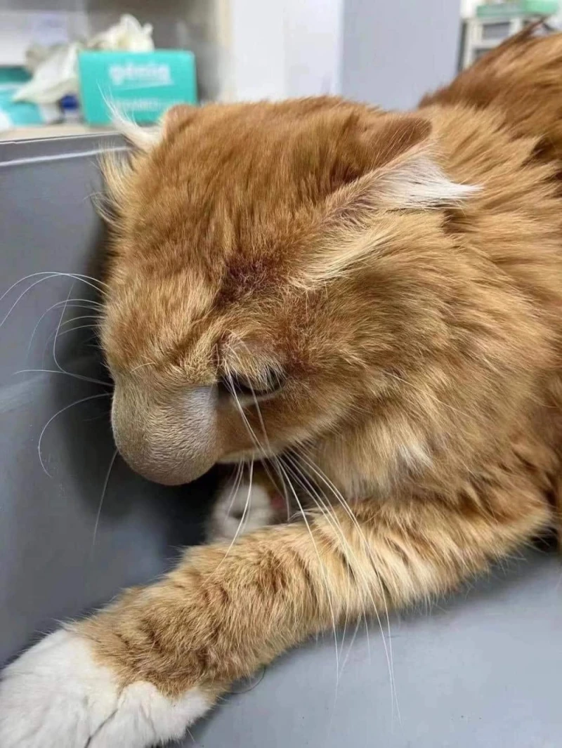벌에쏘인 고양이-2