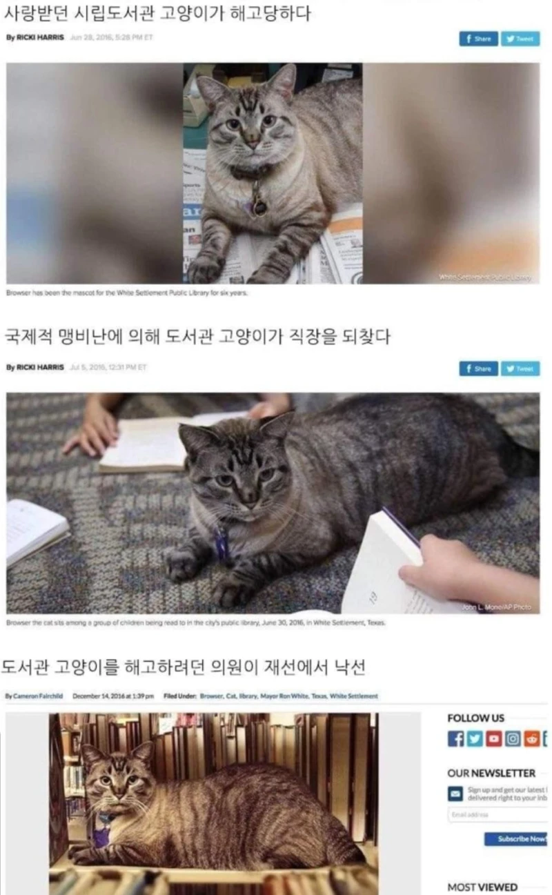 고양이와 인간 역전의순간
