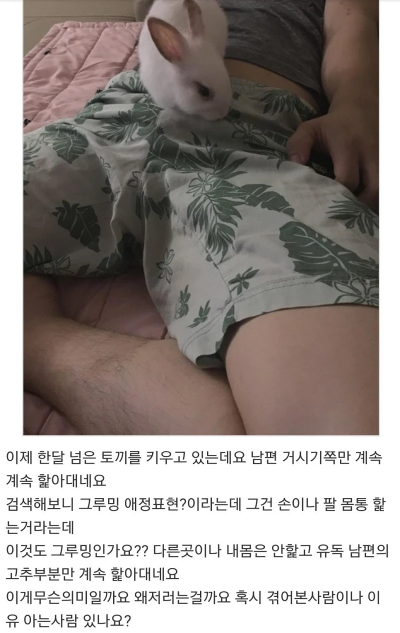 토끼가 남편 바지 고추부분을 심하게-2