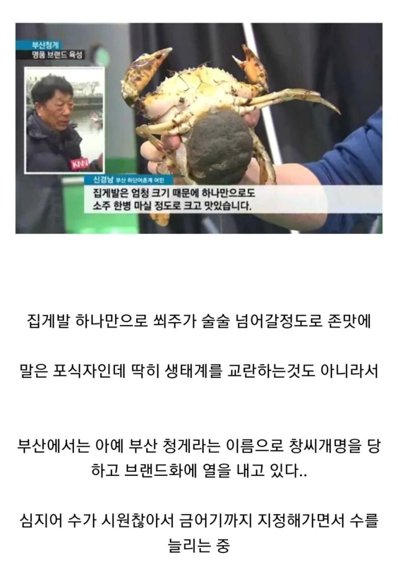 생태계 교란종 근황..jpg-4