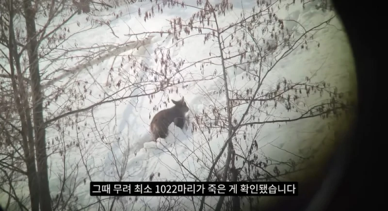작년 강원도 1m 폭설로 많이 죽은 산양 근황