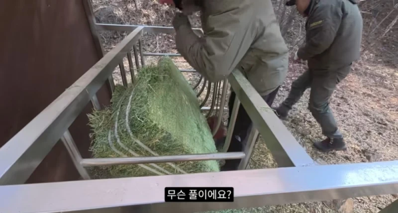 작년 강원도 1m 폭설로 많이 죽은 산양 근황-2