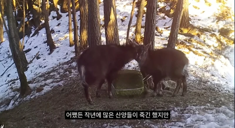 작년 강원도 1m 폭설로 많이 죽은 산양 근황-3