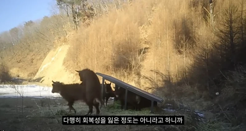 작년 강원도 1m 폭설로 많이 죽은 산양 근황-4