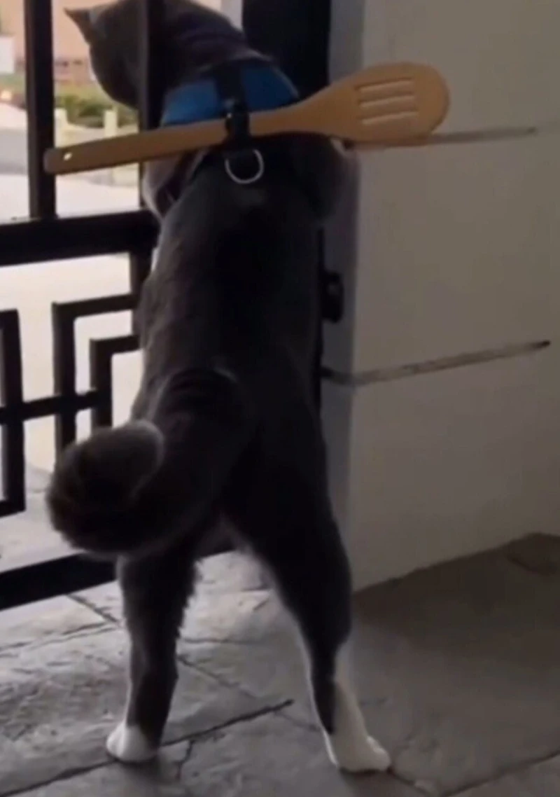 고양이 탈출 못하게 해놓은 집사