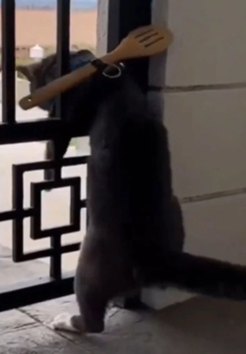 고양이 탈출 못하게 해놓은 집사-2