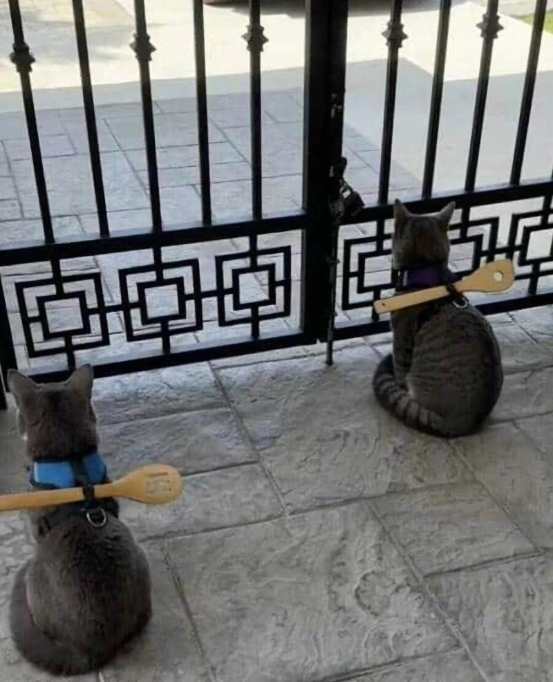 고양이 탈출 못하게 해놓은 집사-3