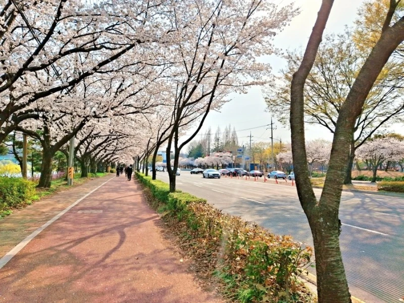 사람들이 잘 모르는 벚꽃 구경지