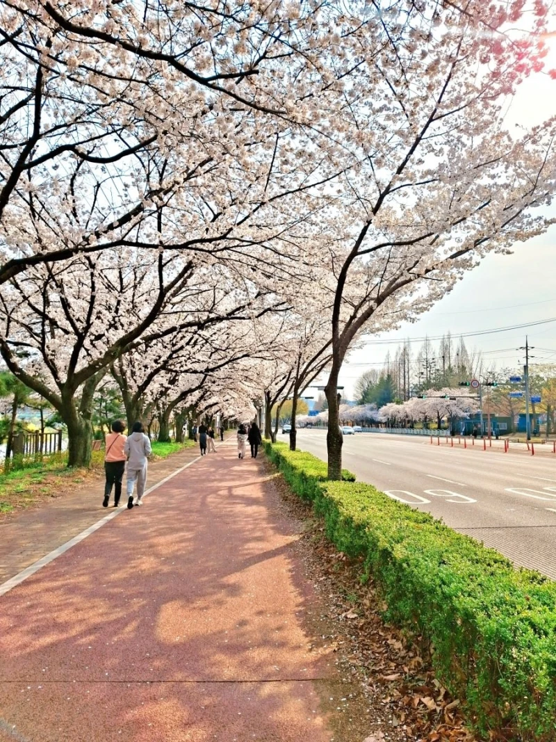 사람들이 잘 모르는 벚꽃 구경지-2