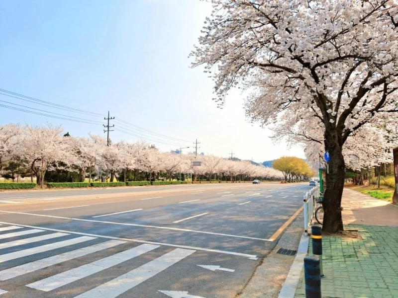 사람들이 잘 모르는 벚꽃 구경지-4