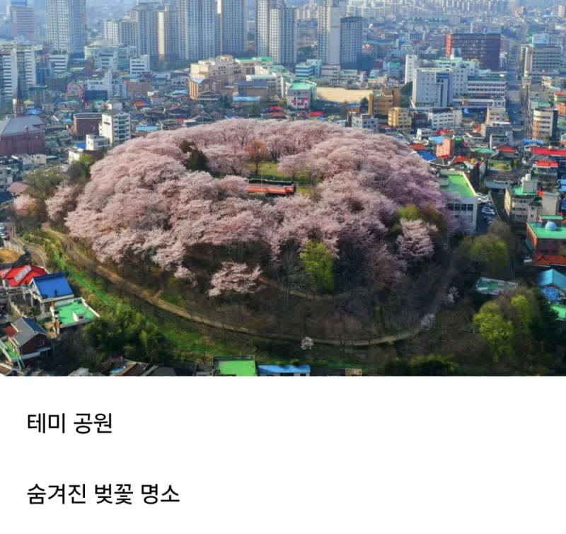 대전 중구 대흥동에 위치한 벚꽃섬