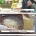 일본 한국쌀 수입 완판 근황