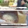 일본 한국쌀 수입 완판 근황