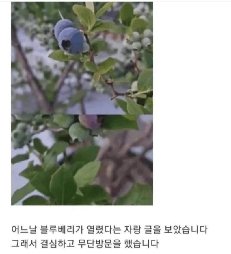 블루베리 서리하고 당당하게 글 올린 사람-3