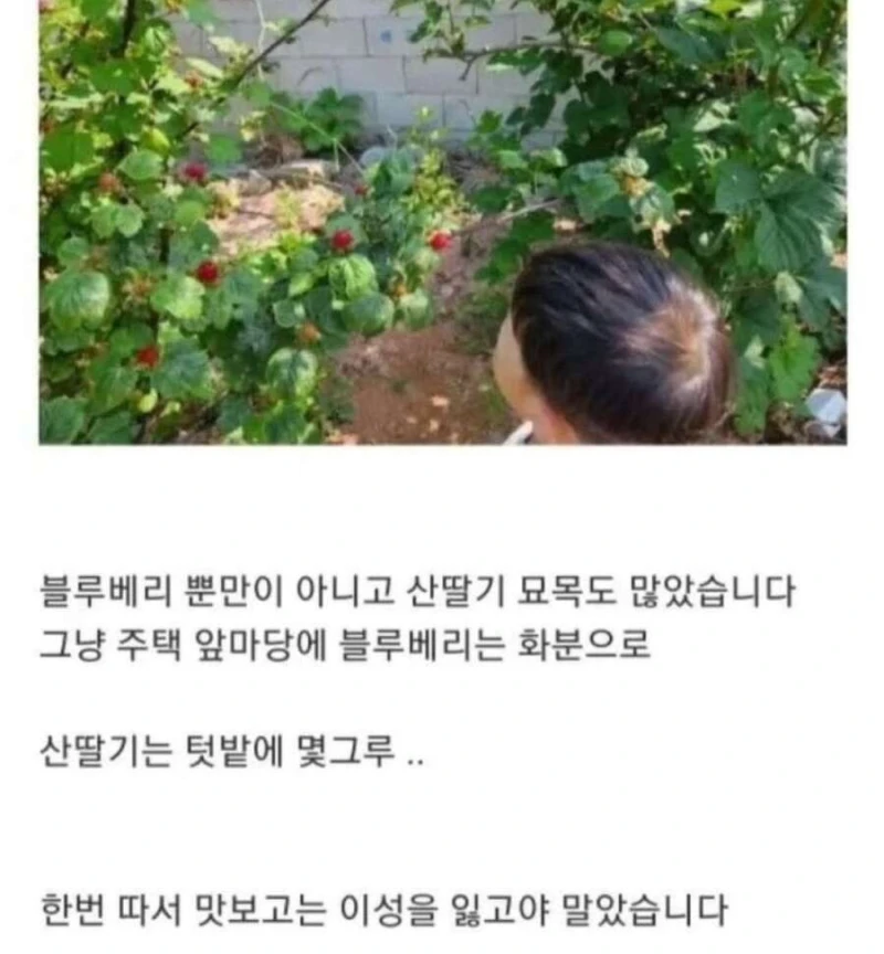 블루베리 서리하고 당당하게 글 올린 사람-4