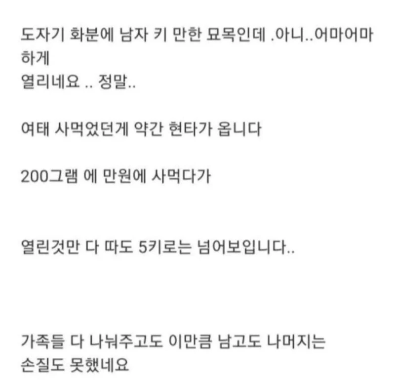 블루베리 서리하고 당당하게 글 올린 사람-8
