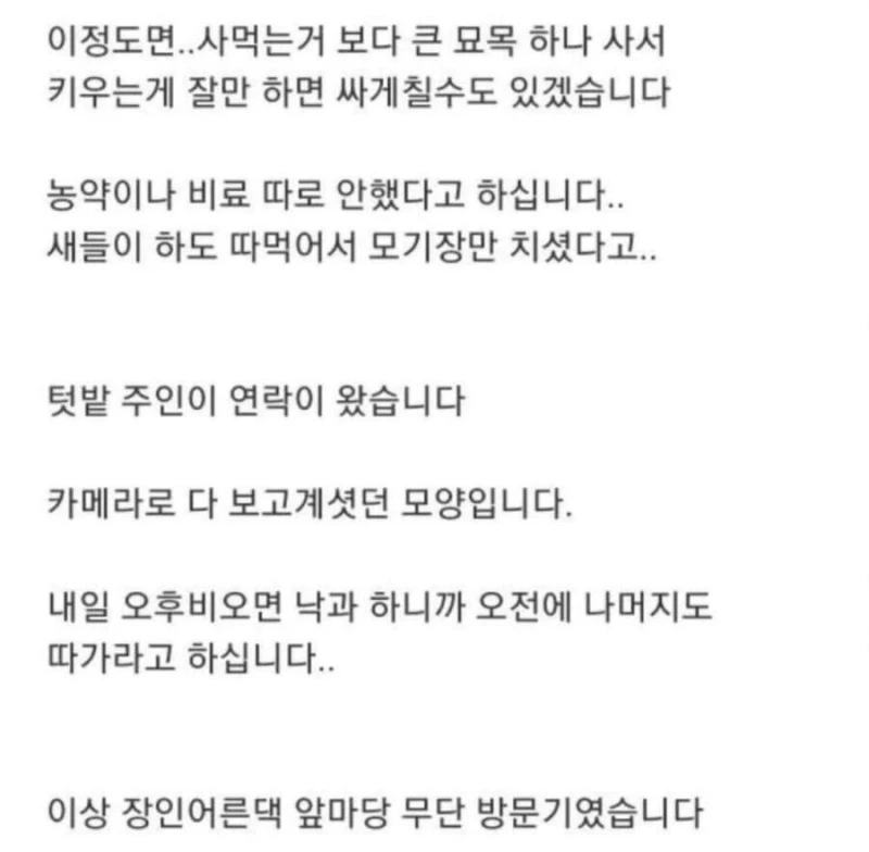 블루베리 서리하고 당당하게 글 올린 사람-11