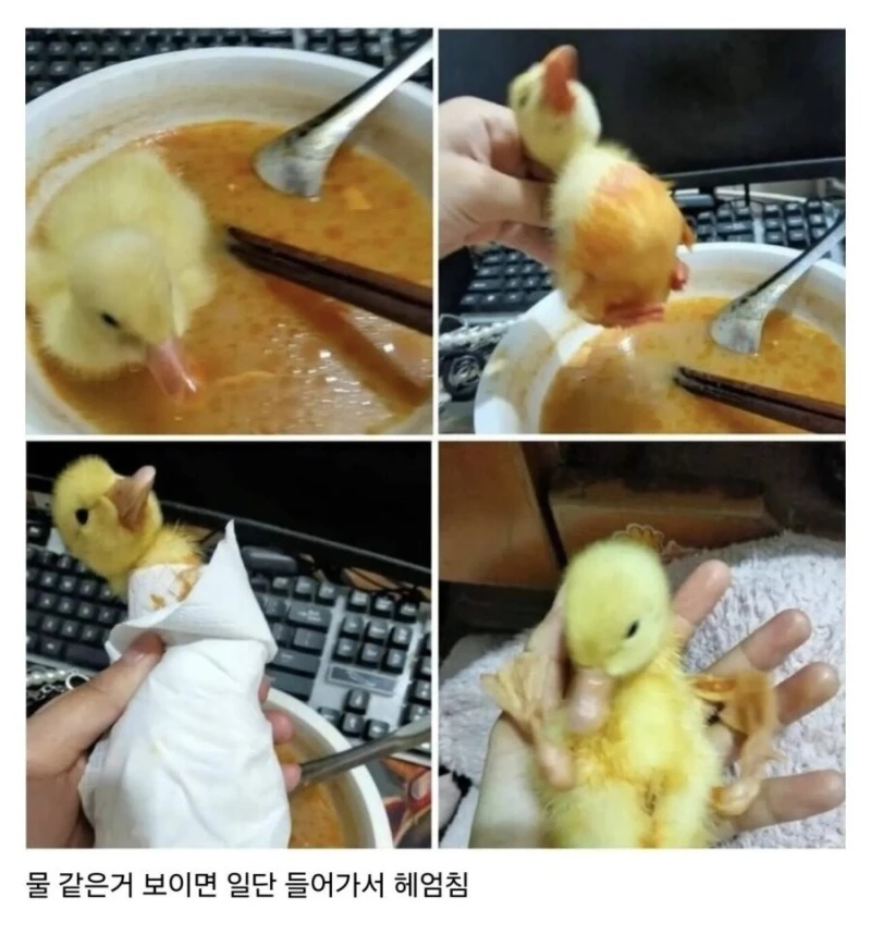 애기오리 키울 때 주의할 점