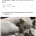 나 냥줍한 고양이 당근마켓으로 임보자 구했었거든 