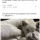 나 냥줍한 고양이 당근마켓으로 임보자 구했었거든 