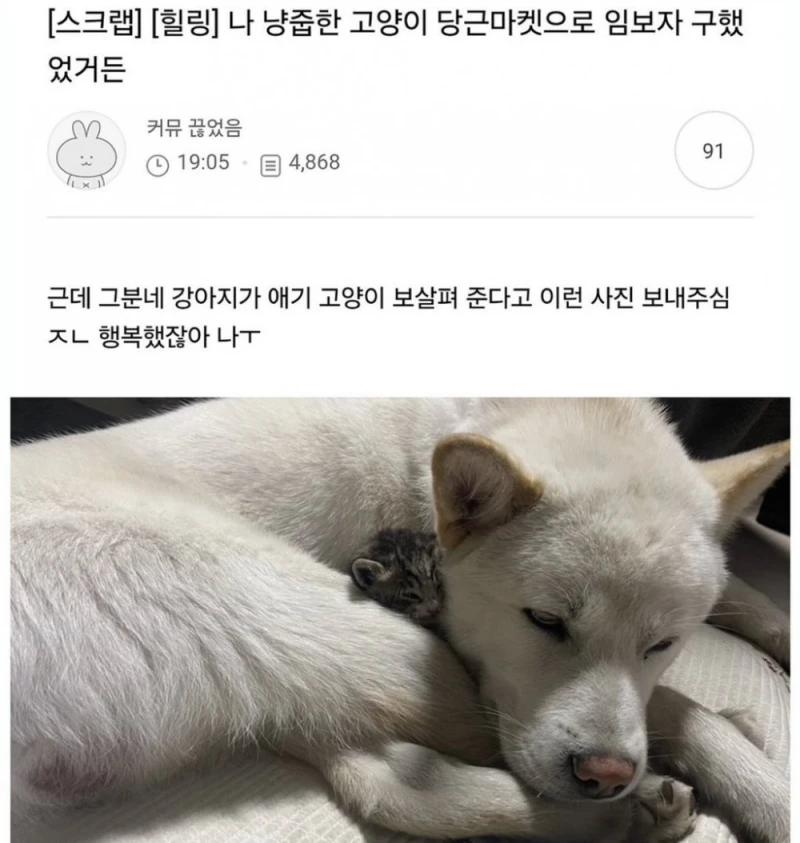 나 냥줍한 고양이 당근마켓으로 임보자 구했었거든 