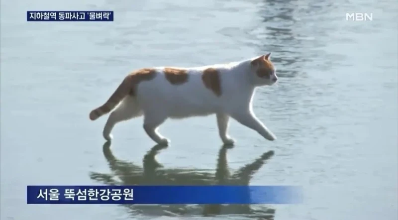 외국에서 서울의 한강이 유명해진 이유-9
