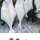 알래스카에 흔한 광어 사이즈