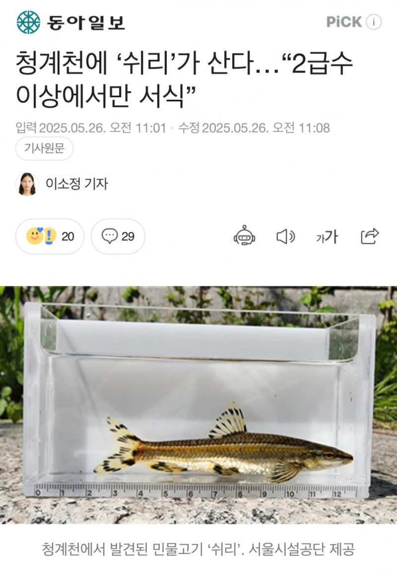 청계천에서 발견된 쉬리 ㄷㄷ