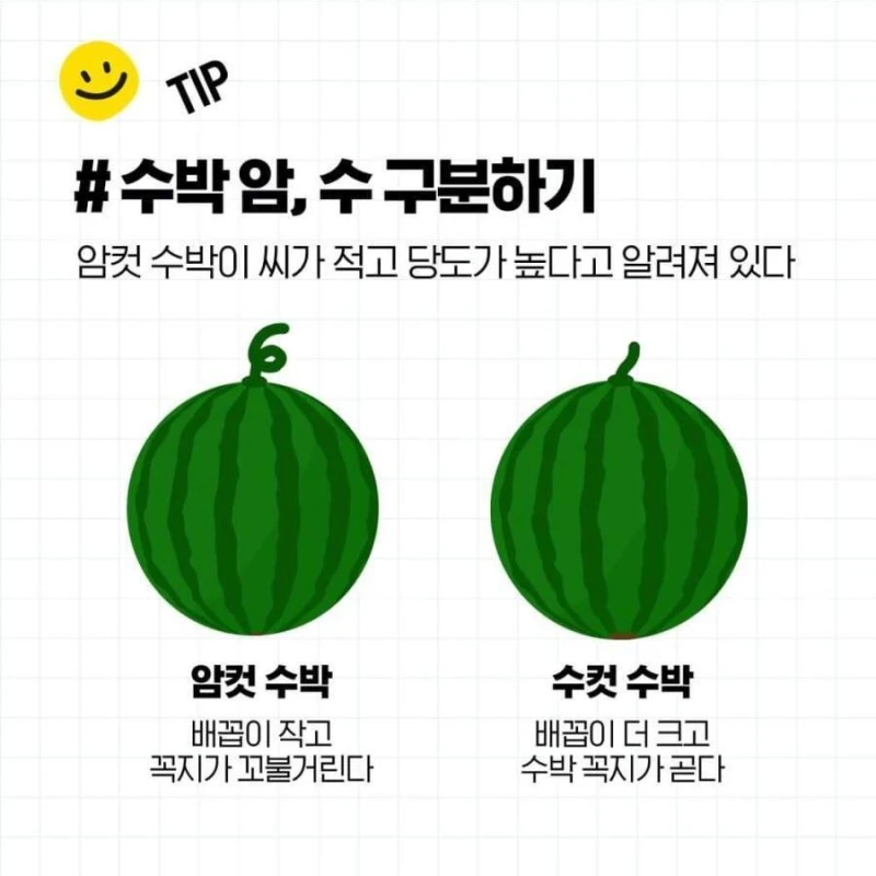 두드리지 않고 꿀수박 고르는 법과 보관 방법-2