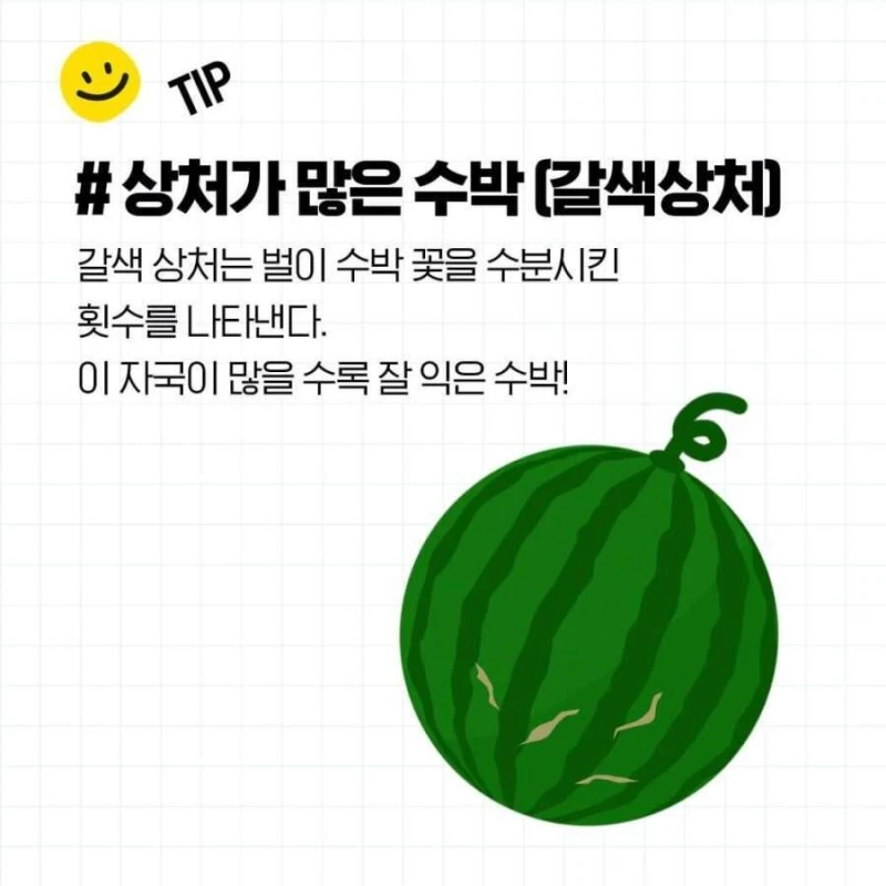 두드리지 않고 꿀수박 고르는 법과 보관 방법-3