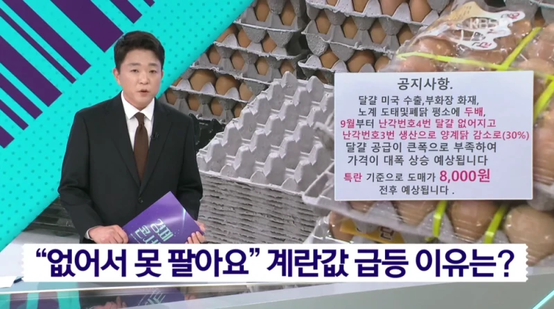 또 오른다.. 국내 계란 값 폭등 조짐