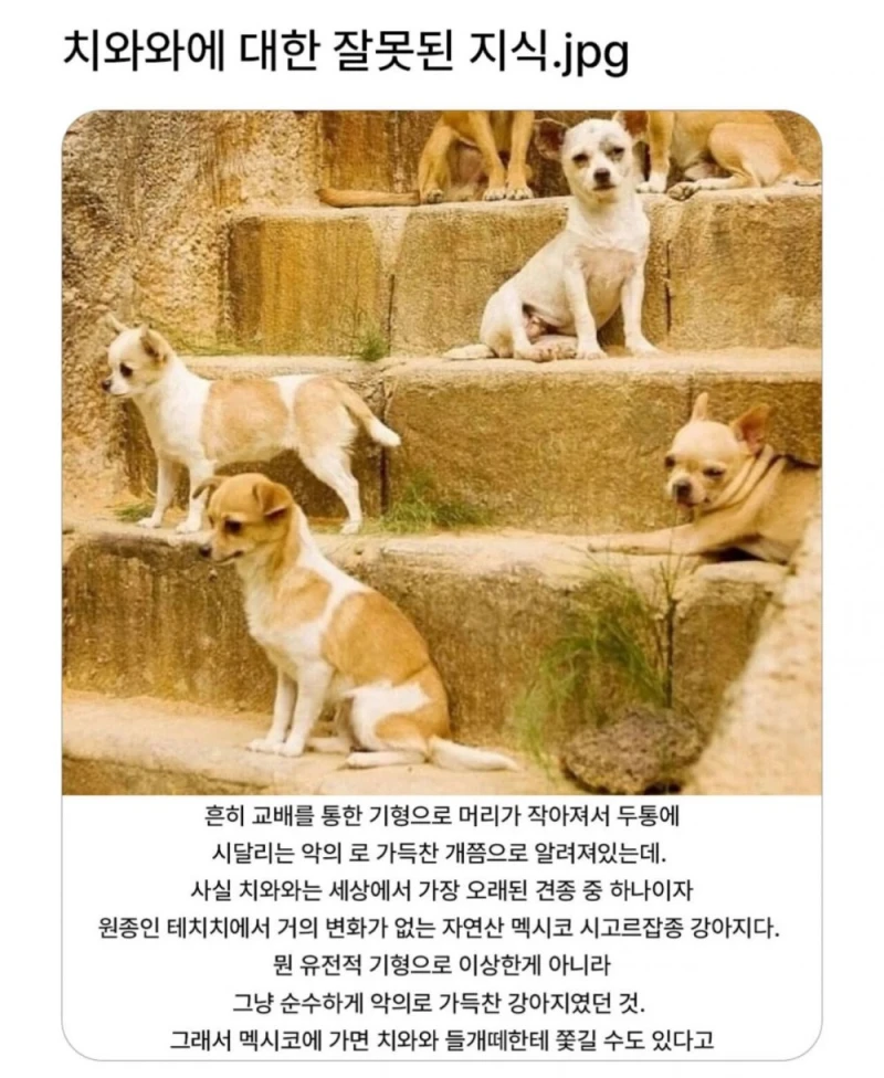 치와와에 대한 잘못된 지식