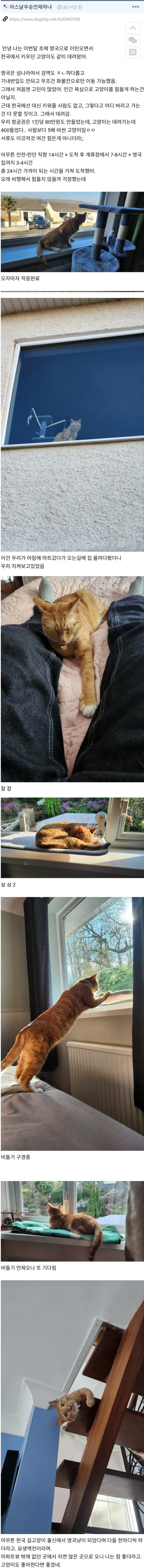 한국 길고양이 영국으로 데려온 썰