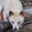 이번에 군인들이 쏜 비비탄 수백발에 다친 노견들 사진 